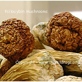 Psilocybin Psilocyn (Magic Mushrooms)